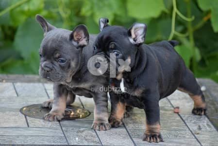 Whatsapp Me +972555074990 French Bulldog Puppies