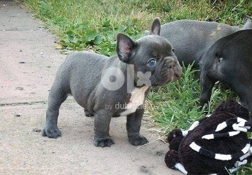 Whatsapp Me +972555074990 French Bulldog Puppies 1