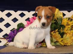Jack Russell Puppies  Whatsapp me (+9725 5507 1840) 0