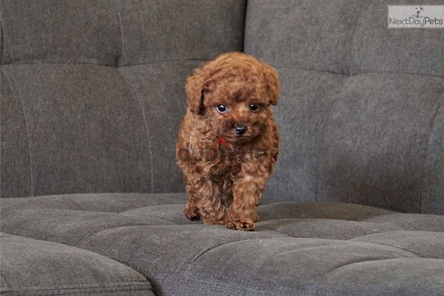 Cosy Toy Poodle Puppy 2