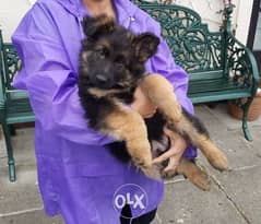 German shepherds puppies for sale 0