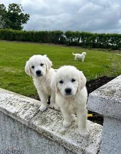Whatsapp me (+467 0018 7972) Two Golden Retriever Puppies