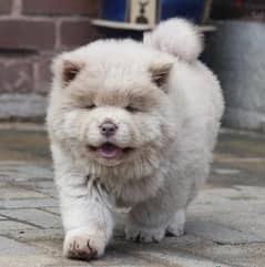 Whatsapp me (+793 0038-1304)  Chow Chow Puppies 0