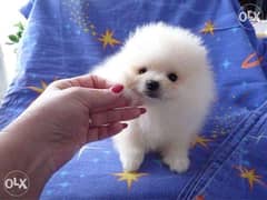 pomeranian puppies for sale 0