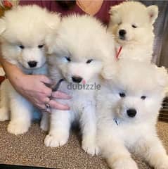 Samoyed puppies WhatsApp +4915778530869 0