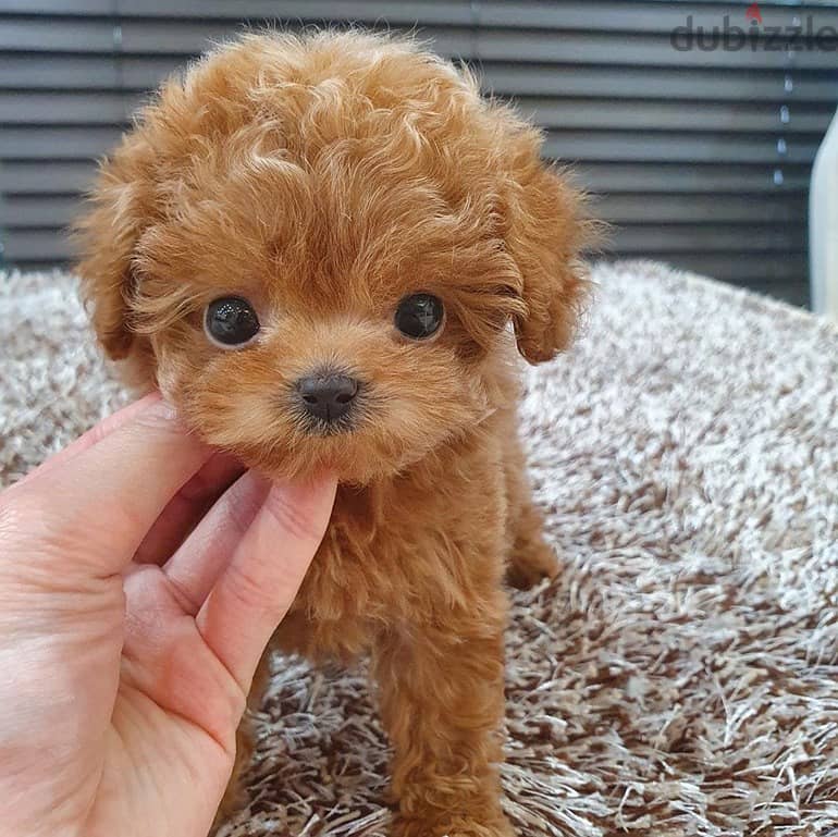 Potty Trained Toy poodle 0
