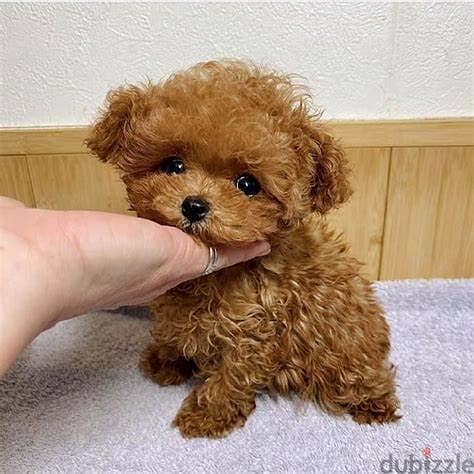 Potty Trained Toy poodle 1