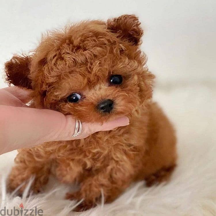 Potty Trained Toy poodle 2