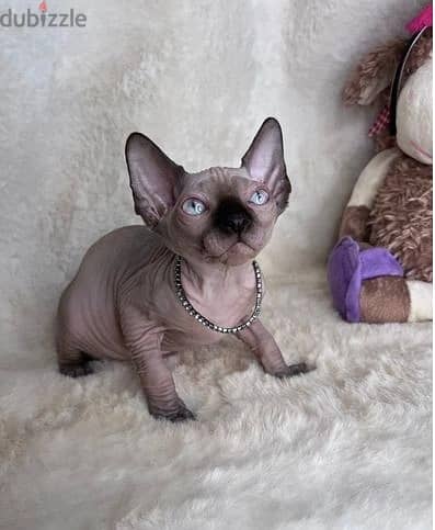 Whatsapp Me +972555074990 Sphynx Cats 0