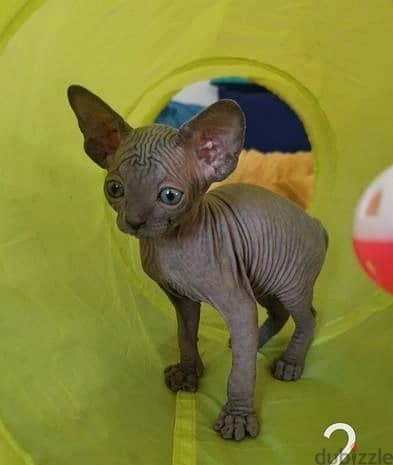 Whatsapp Me +972555074990 Sphynx Cats 1