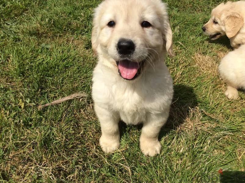 Whatsapp Me +972555074990 Golden Retriever Puppies 0