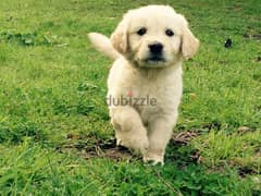 Whatsapp Me +972555074990 Golden Retriever Puppies 0