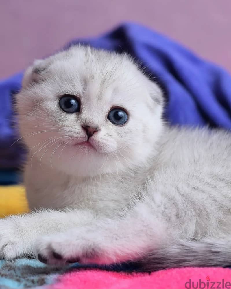 Beautiful Scottish Fold Kitten 1
