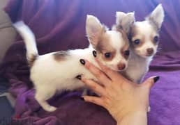 Whatsapp me (+966 57867 9674) Chihuahua Puppies 0