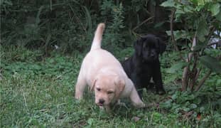 Whatsapp me (+467 0018 7972) Labrador Puppies
