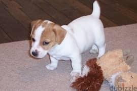 Whatsapp me (+966 57867 9674) Jack Russell Puppies