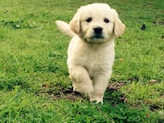 Whatsapp me (+467 0018 7972) Golden Retriever Puppies 0