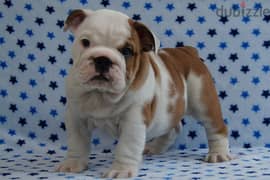Whatsapp Me (+966 58392 1348) English Bulldog Puppies