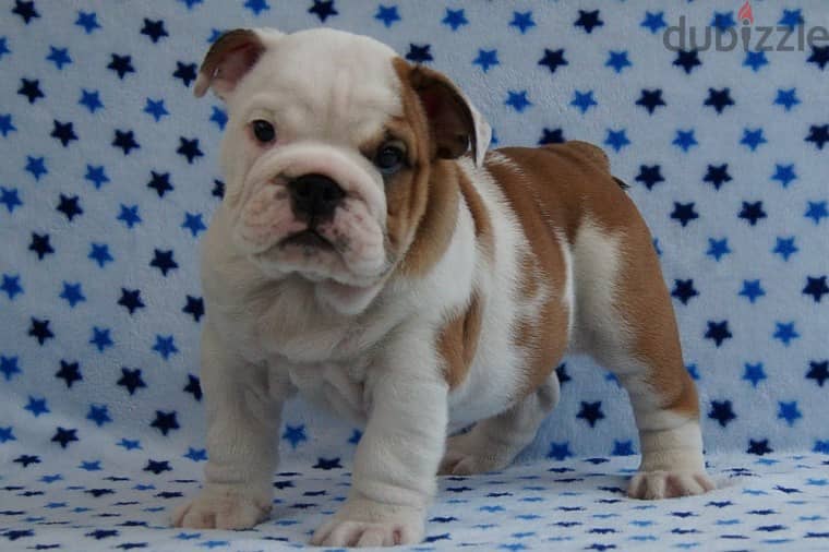 Whatsapp Me +966583921348 English Bulldog Puppies 0