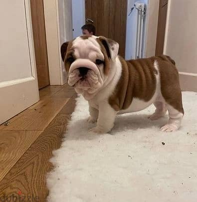 Whatsapp Me +966583921348 English Bulldog Puppies 1