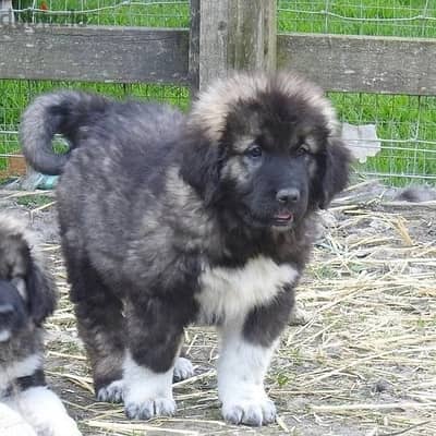 Whatsapp Me +966588993320 Caucasian Shepherd Puppies