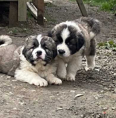 Whatsapp Me +966588993320 Caucasian Shepherd Puppies 1