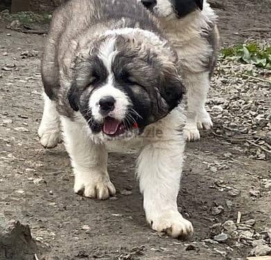 Whatsapp Me +966588993320 Caucasian Shepherd Dog 1