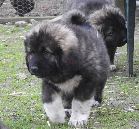 Whatsapp Me +966588993320 Caucasian Shepherd Dog 0