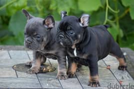 Whatsapp me (+467 0018 7972) French Bulldog Puppies