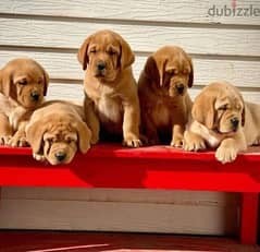 labrador  puppies available  WhatsApp  +972 55-507-4148 0
