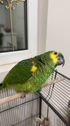 Amazon blue fronted bird 0