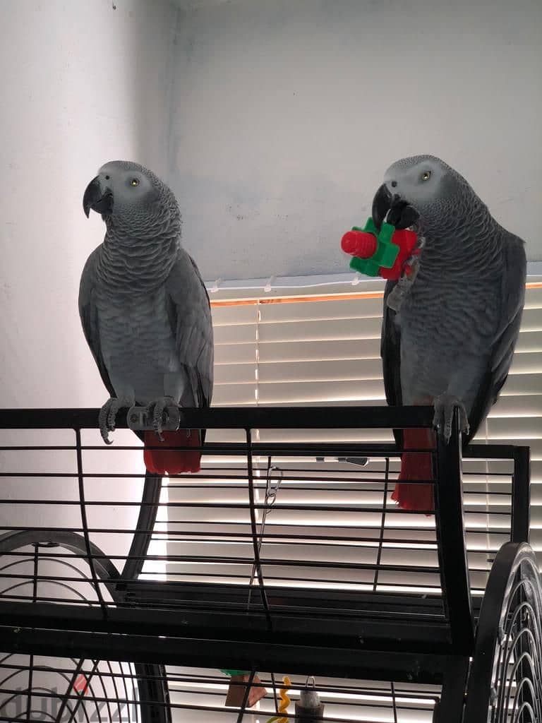Congo Parrots( African grey ) 0