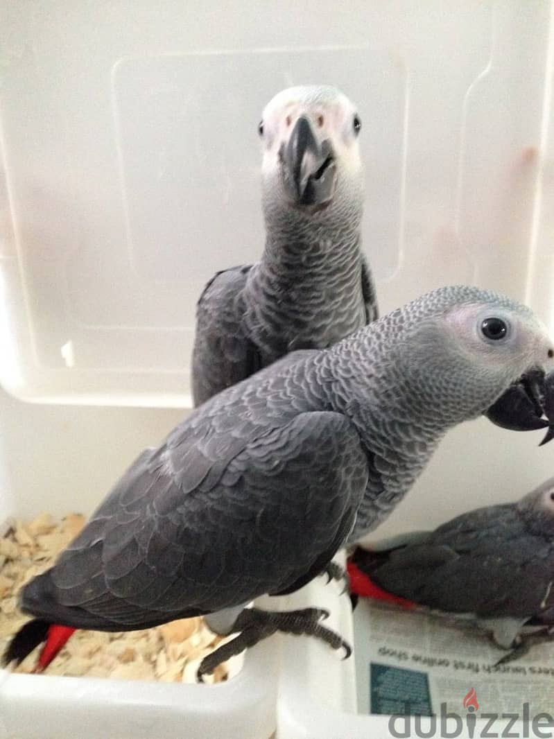 Congo Parrots( African grey ) 1