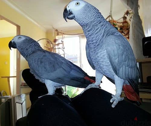 Congo Parrots( African grey ) 2