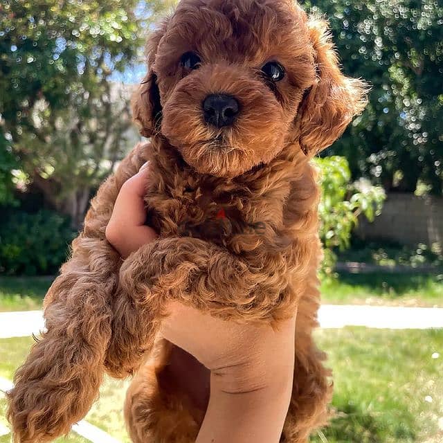Toy poodle puppy for sale WhatsApp +4917629216066 0