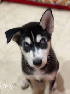 Pure Male Puppy Husky for Sale 0