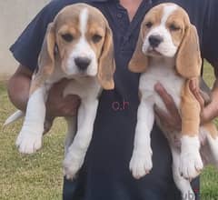 Whatsapp me (+420 7978 90369) Beagle Puppies 0