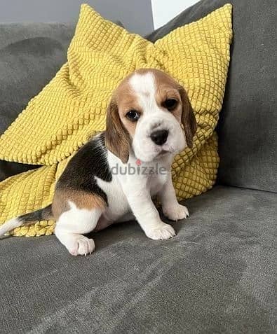 Whatsapp me (+420 7978 90369) Beagle Puppies 1
