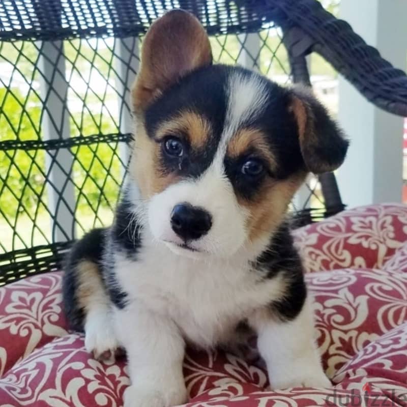 Whatsapp Me +966583921348 Corgi Welsh Puppies 0