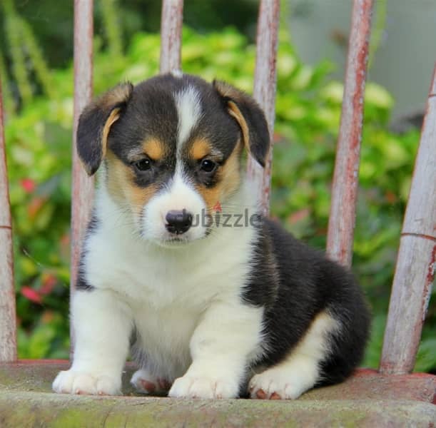 Whatsapp Me +966583921348 Corgi Welsh Pembroke Puppies 1