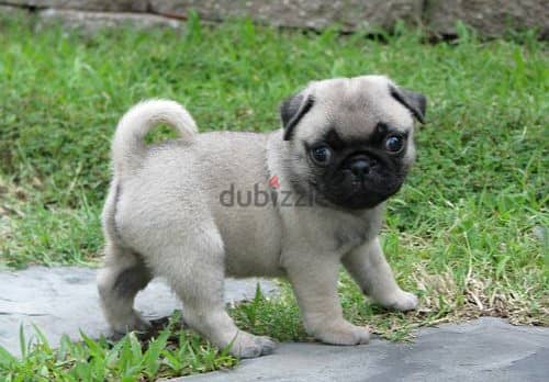 Whatsapp Me (+966 58392 1348) Healthy Pug Puppies 0