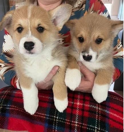 Whatsapp Me (+966 58899 3320) Corgi Welsh Puppies 1