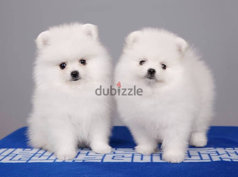 Whatsapp Me +972555074990 Pomeranian Puppies 1