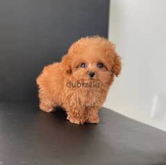 Mini Toy Poodle 0