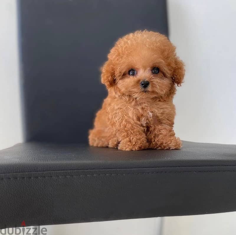 Mini Toy Poodle 2