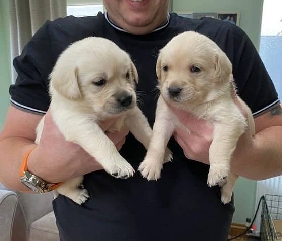 Whatsapp Me +972555074990 Labrador Puppies 0