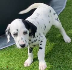 Whatsapp me (+467 0018 7972) Dalmatian Puppies 0