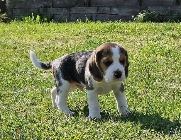 Whatsapp me (+372 5817 6491) Beagle Puppies 1