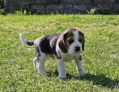 Whatsapp me (+407 2516 6661) Beagle Puppies