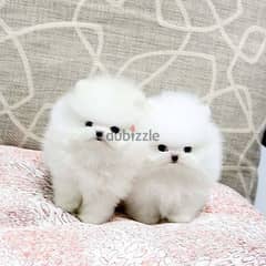 pom_pom puppies